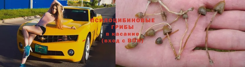 Псилоцибиновые грибы Psilocybe  продажа наркотиков  Хабаровск 